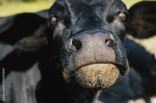 Funny black cow face close up with mineral supplement on mouth and nose, crazy heifer portrait on cattle farm.