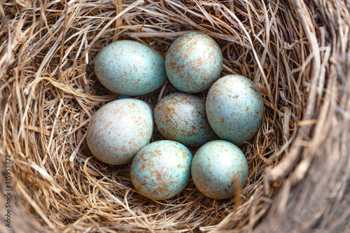 Blue eggs of Thrushes,Turdidae.Seven bird eggs in the nest.Close up.Blur focus.Сoncept of bird breeding, keeping savings in one basket.