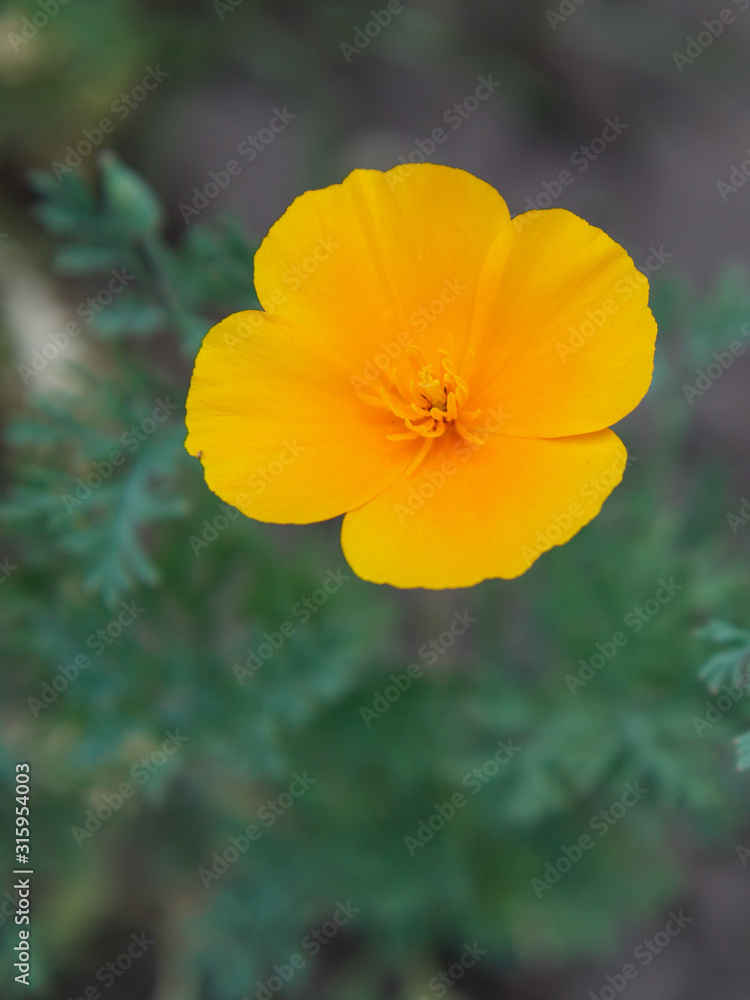 Bud of yellow flower with leaves on blurred background. Bud of yellow flower with leaves on blurred background.