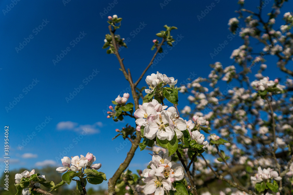 Obraz premium Kirschblüte