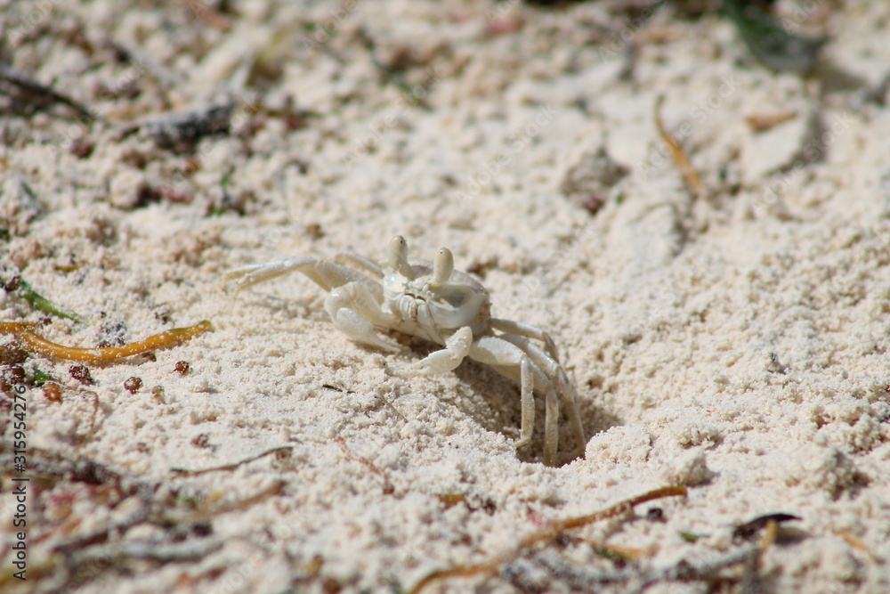 crabe blanc sur une plage