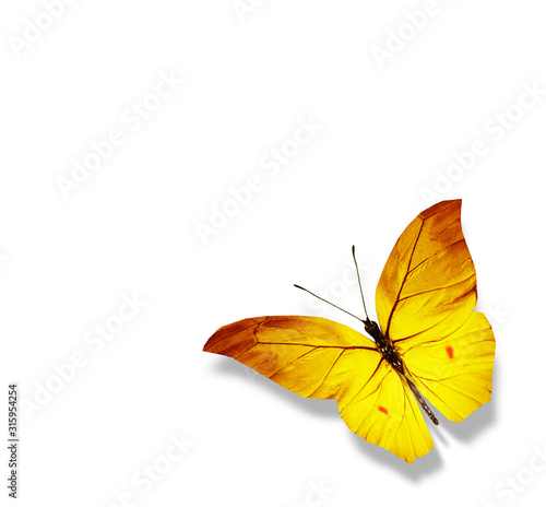 Fototapeta Naklejka Na Ścianę i Meble -  Color butterfly , isolated on white background