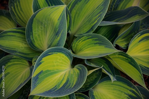 background with green leaves