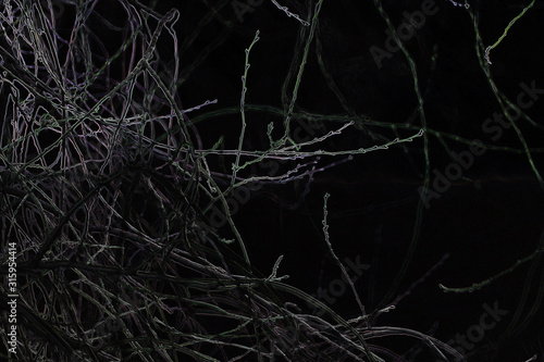 cherry twigs in winter at night