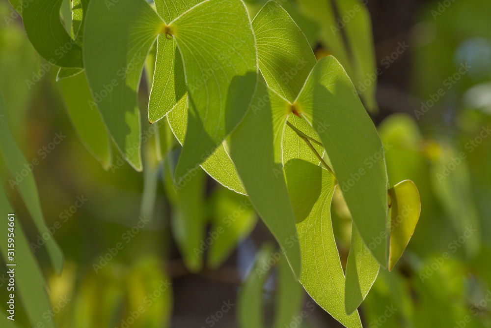 Fototapeta premium Mopane (Colophospermum mopane)