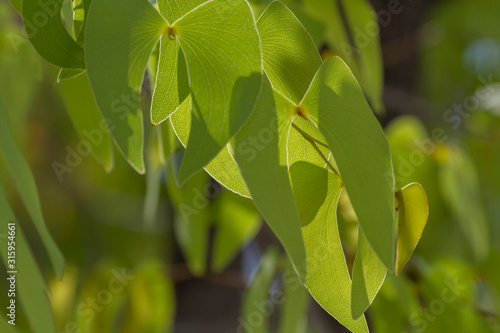 Mopane (Colophospermum mopane) photo