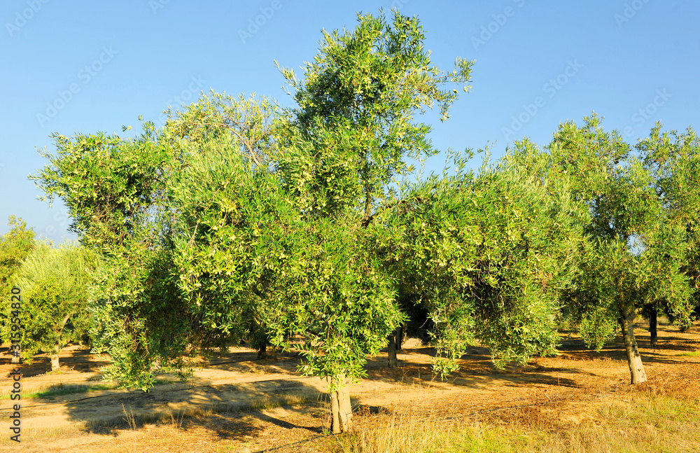 Finca de olivos en riego por goteo para la producción industrial extensiva de aceite de oliva