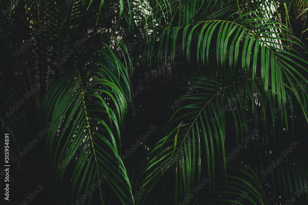 Palm leaves dark green background