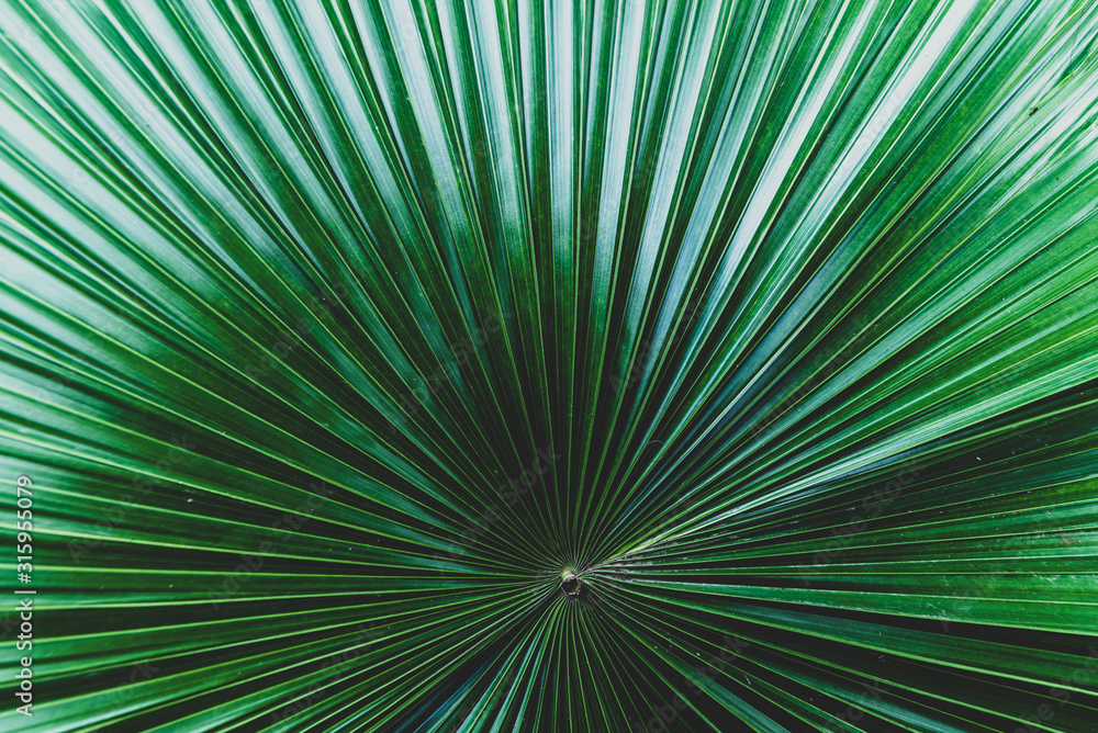 Palm leaves dark green background Palm leaves dark green background