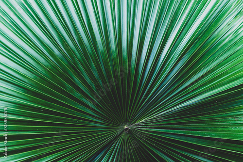 Palm leaves dark green background © anatskwong