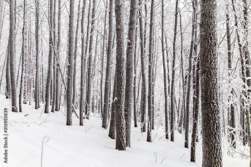 Fototapeta premium Winter in the mountains