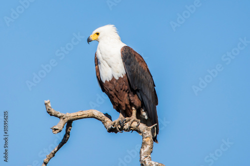 Photography Kruger National Park, South Africa- JULY 2019: African fish eagle on a tree