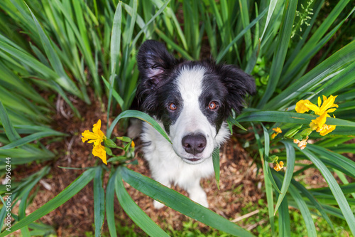 Funny outdoor portrait of cute smilling puppy border collie sitting on grass background. New lovely member of family little dog gazing and waiting for reward. Pet care and animals concept