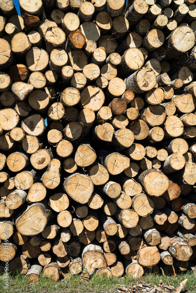 a stack of logs with alder trees; a view of the various ends of the logs in the stack; brown logs a stack of logs with alder trees; a view of the various ends of the logs in the stack; brown logs