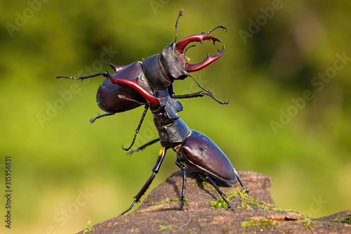 Two male stag beetles, lucanus cervus, contesting their power over territory on a sunny day in summer with green blurred background. Brown horned bugs fighting in nature. photo