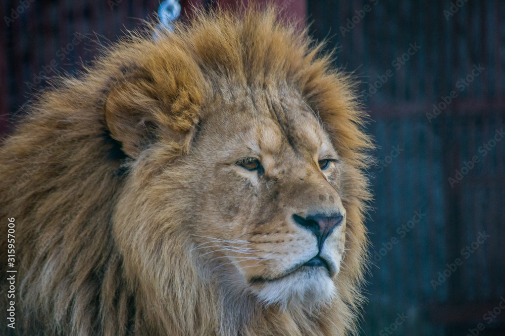 Naklejka premium Lion in the zoo. Close-up.