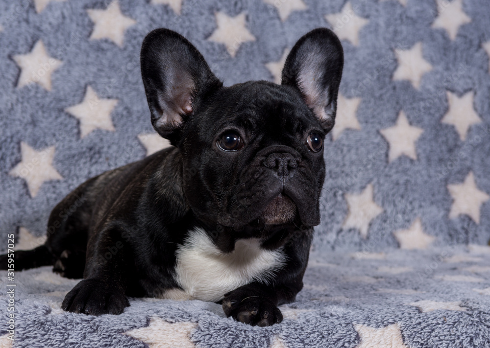 A French bulldog puppy is lying on the sofa and looks away.