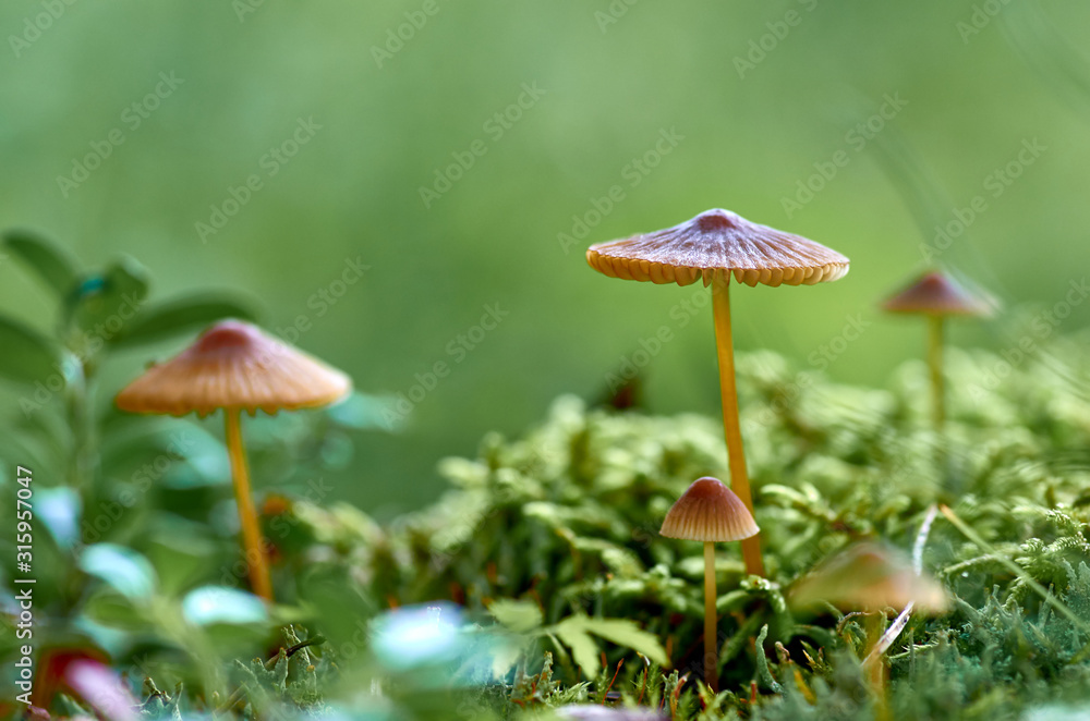 mushrooms and moss mushrooms and moss