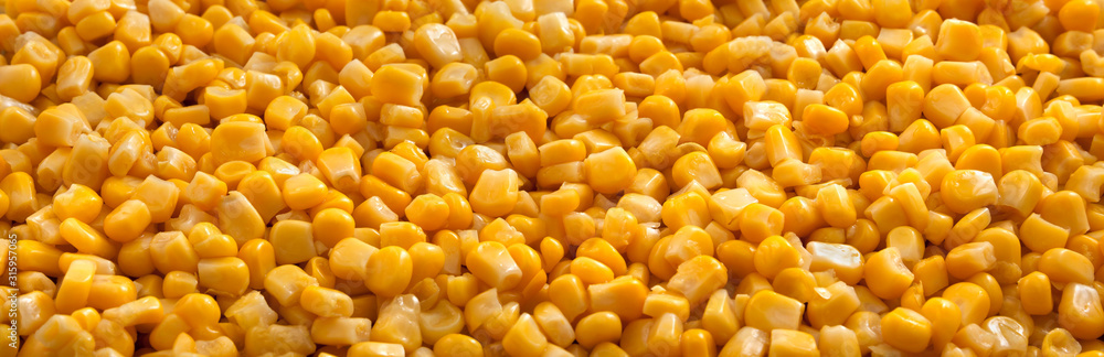 Corn background and texture. Yellow seeds. Panorama. Corn background and texture. Yellow seeds. Panorama.