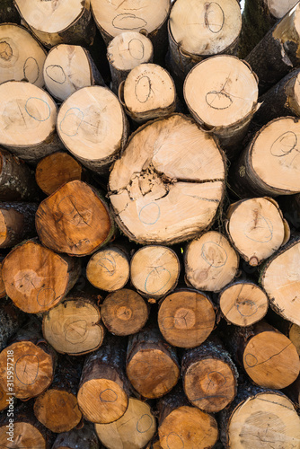 a stack of logs with alder trees; a view of the various ends of the logs in the stack; brown logs