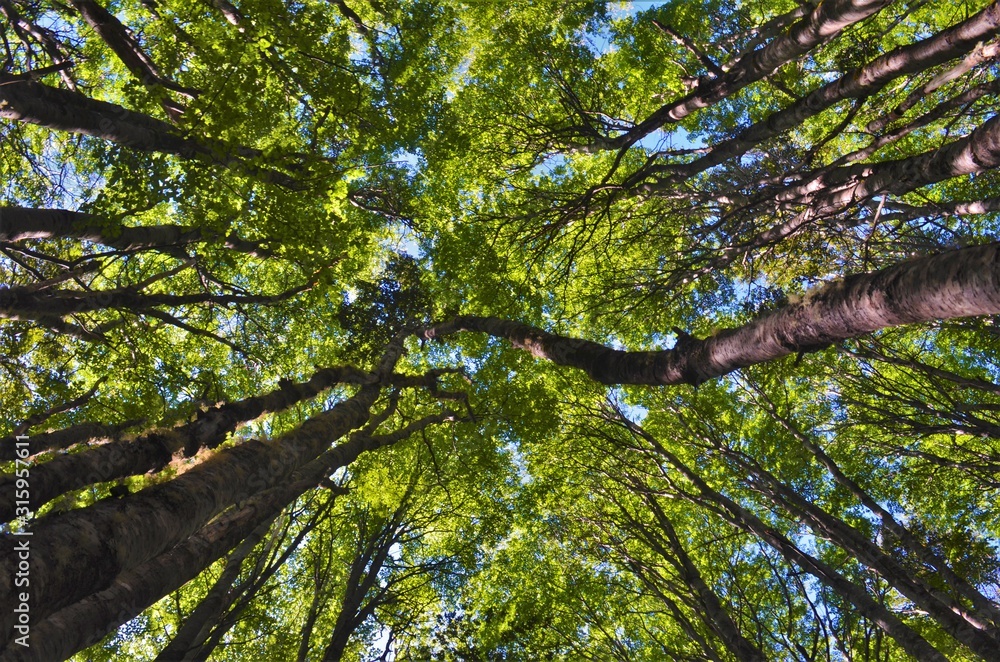 Fototapeta premium Lengas Foresth