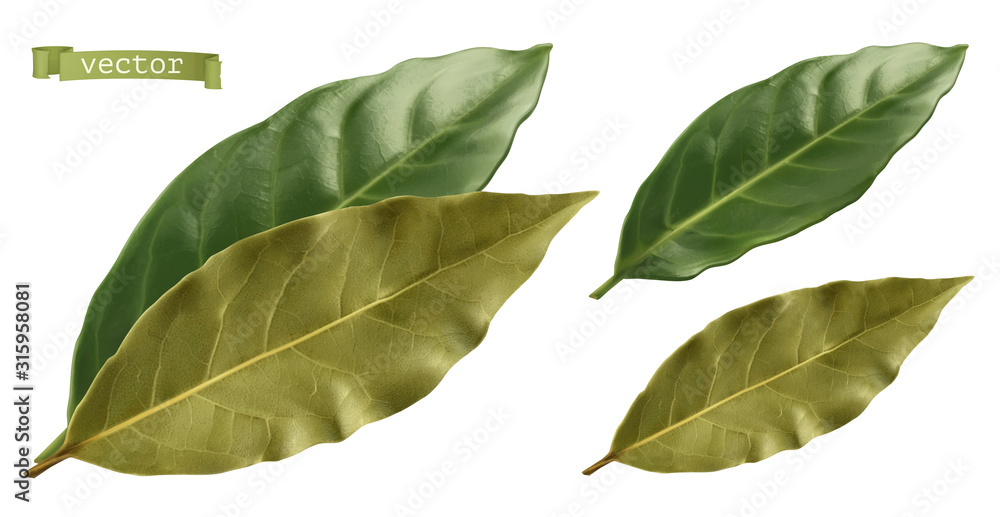 Bay leaf. 3d realistic vector - obrazy, fototapety, plakaty 