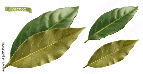 Bay leaf. 3d realistic vector