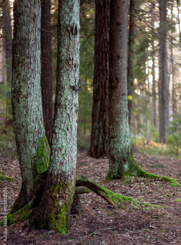 Mystical Woods, Natural green moss on the old oak tree roots. Natural Fantasy forest background. Mystical Woods, Natural green moss on the old oak tree roots. Natural Fantasy forest background.