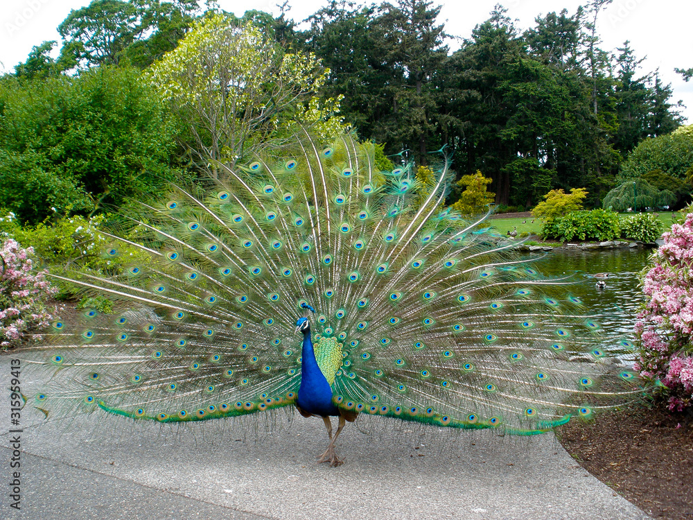 Obraz premium Spreading Peacock