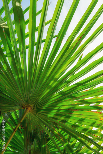 Palm leaves in sunny day.  Nature background for instagram. Close-up.  Vertical photo. Concept  summer  vacation  exotic