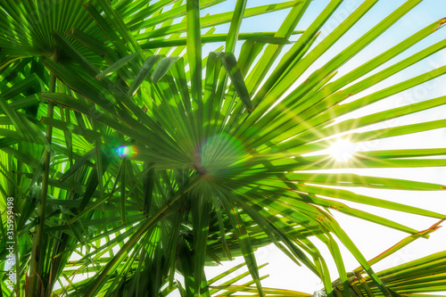  tropical palm leaf background  coconut palm trees perspective view. Background of palm leaves and sun on blue sky.  Concept  summer  vacation  exotic