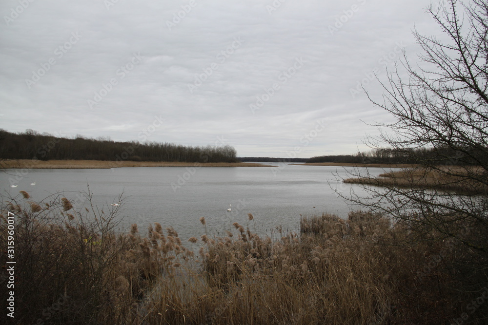 Obraz premium Peaceful landscape with many birds on a lake