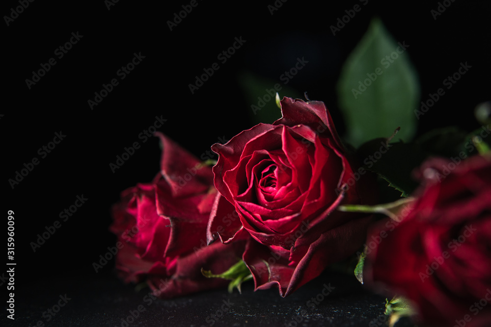 Fototapeta premium Close up photo of beautiful red roses with a dark background. Valentines Love concept. 