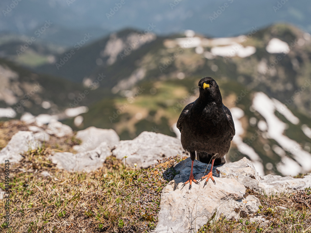 Alpendohle Alpendohle