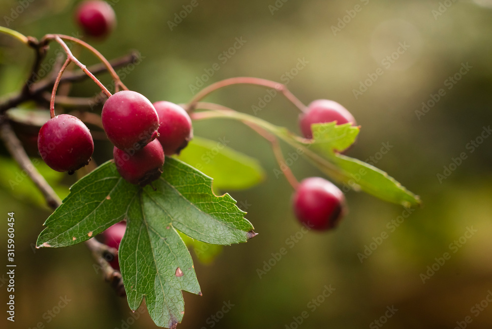 Fruit of the hawthorn, Crataegus, macro photo of the fruit of the hawthorn, Crataegus, in autumn warm light, Red Berries Fruit of the hawthorn, Crataegus, macro photo of the fruit of the hawthorn, Crataegus, in autumn warm light, Red Berries