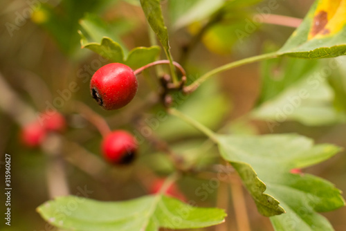 Fruit of the hawthorn, Crataegus, macro photo of the fruit of the hawthorn, Crataegus, in autumn warm light, Red Berries