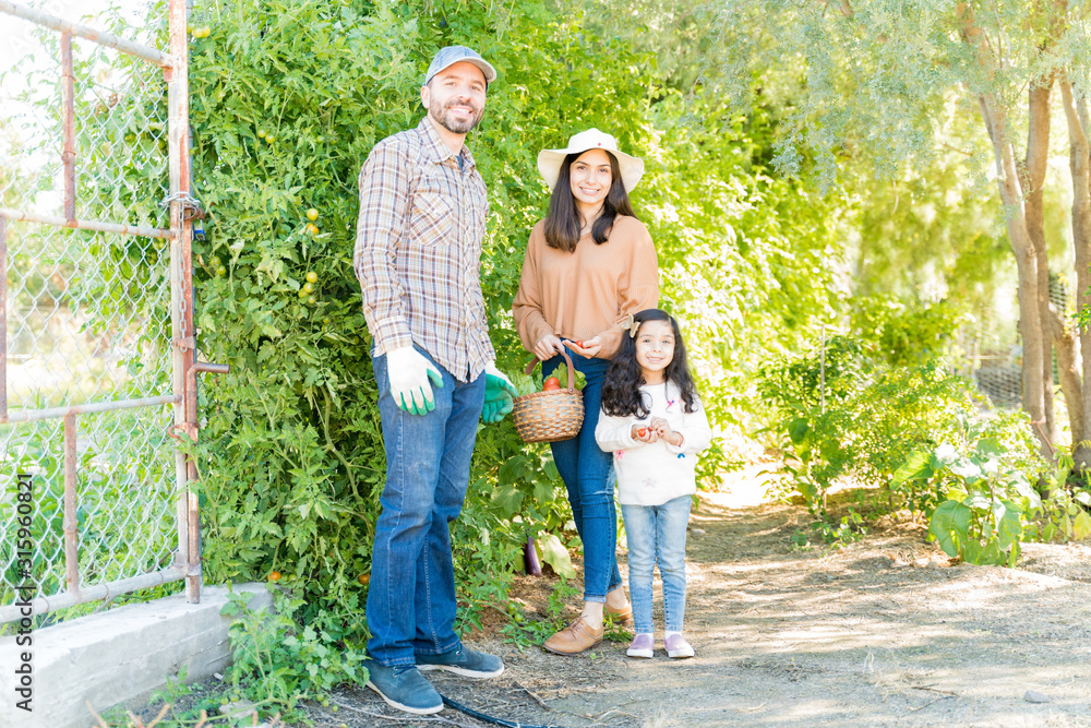 Fototapeta premium Smiling Family Harvesting Tomatoes In Garden