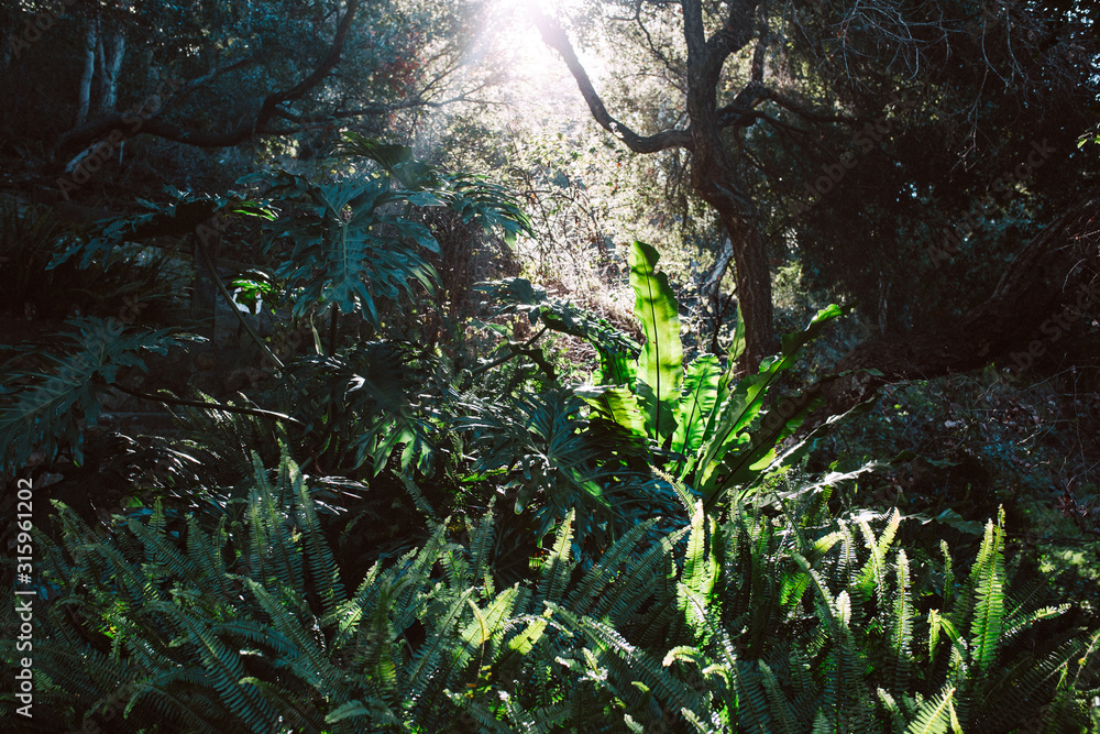 Obraz premium Ferns backlit in an oak forest