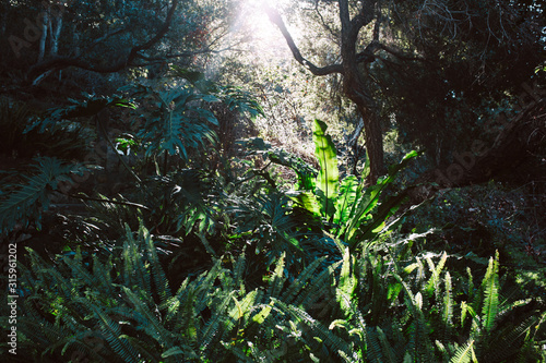 Ferns backlit in an oak forest