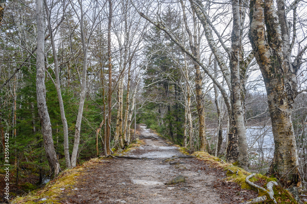 Path in winter deep forest. with trees and a lake Path in winter deep forest. with trees and a lake