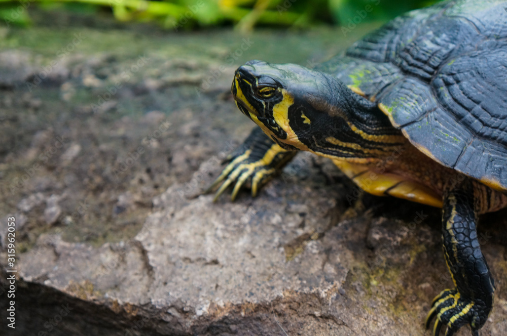 Close up of turtle resting on rock Close up of turtle resting on rock
