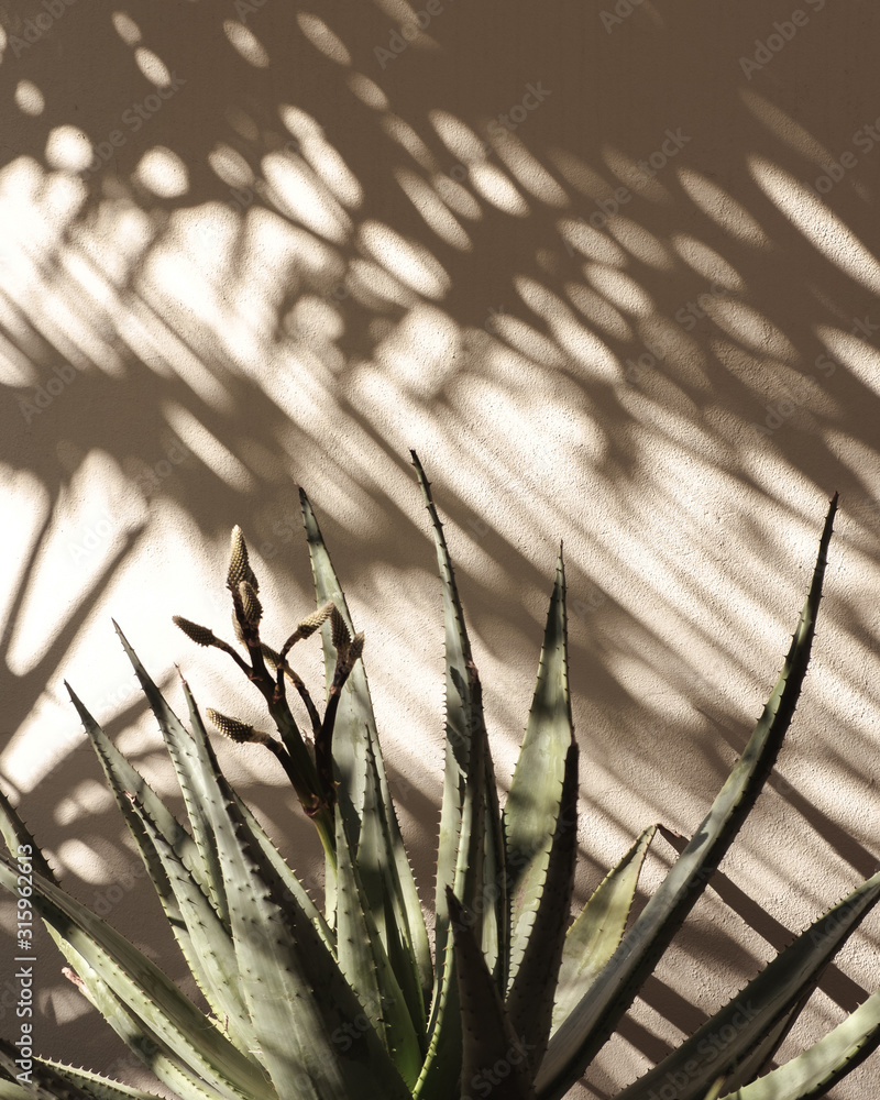 Fototapeta Palm leaf beautiful shadows on the wall. Creative, minimal, styled concept for bloggers.