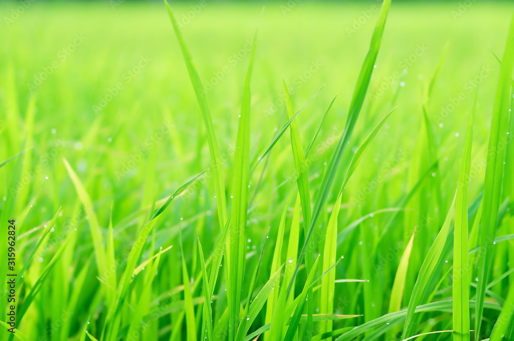 Paddy fields began to complete after planting/ selective focus Paddy fields began to complete after planting/ selective focus