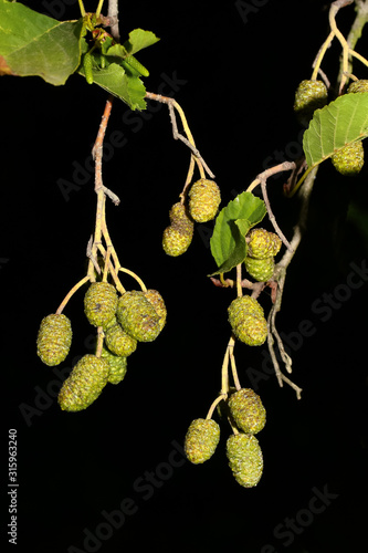 Männliche Zapfen der Schwarzerle, Alnus glutinosa photo