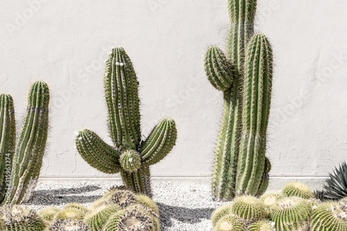 Cactus plant. Creative, minimal, styled concept for bloggers.