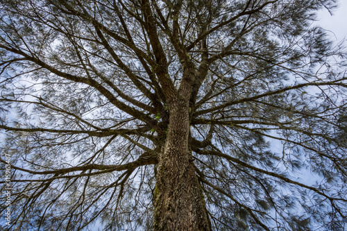 A Beatiful tree that overgrown with moss on the Mount Argapura, East Java, Indonesia. Mount Argapura has the longest climbing track in Java, the distance is around 63km total. photo