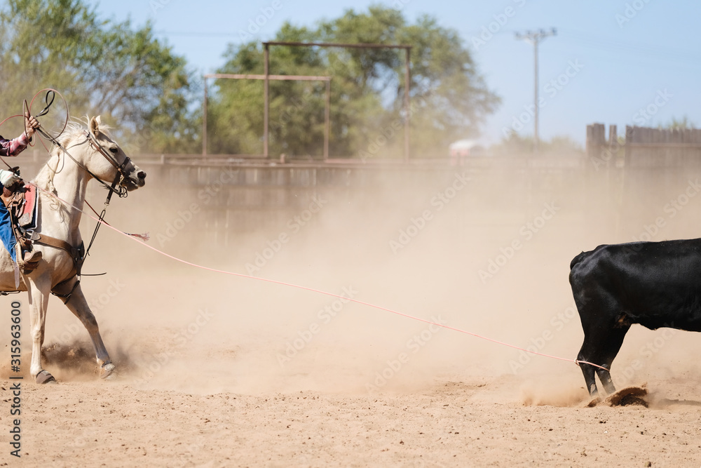 Western rodeo roping concept with heeler and calf in outdoor arena ...