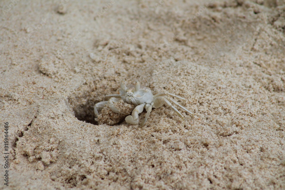 Crabe blanc sur la plage