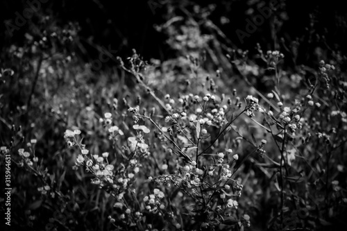 flowers © marcin_ciak