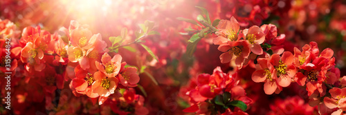 Banner 3:1. Close-up red flowers of Chaenomeles japonica shrub (Japanese quince or Maule's quince). Spring background. Copy space. Soft focus photo